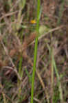 Florida lobelia